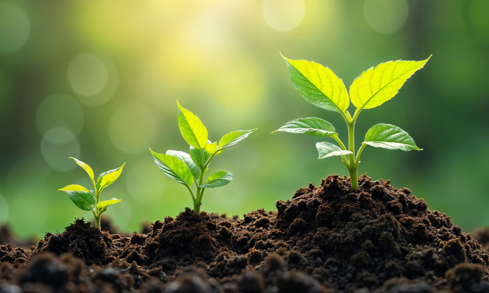 Demystifying Organic Food: Is It Worth the Hype?