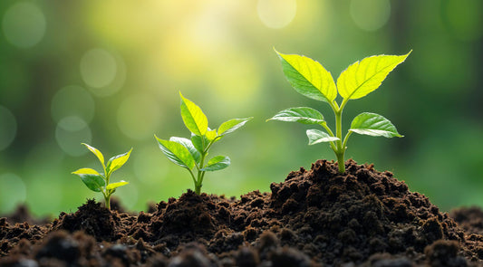 Demystifying Organic Food: Is It Worth the Hype?